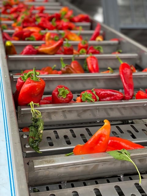 Salça Fabrikası ve Sos Üretim Hatları 2026 Modern Çözümler